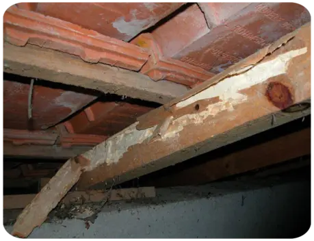 Entreprise de traitement de charpente VILLEMEUX-SUR-EURE