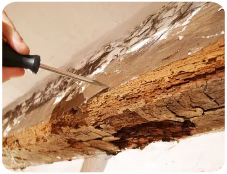 Devis Traitement de Charpente Termites à VILLEMEUX-SUR-EURE